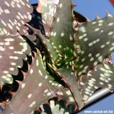 Image result for Aloe komatiensis