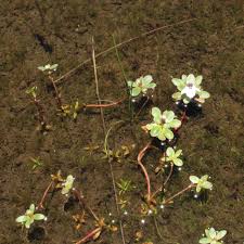 Image result for Lindernia conferta