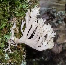 Image result for Clavulina cinerea