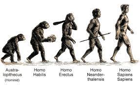 Human Evolution Human Evolution Evolution Human