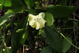 Image result for Voacanga thouarsii