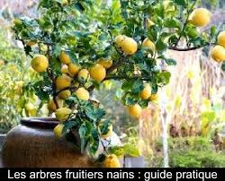 Les Arbres Fruitiers Nains Guide Pratique