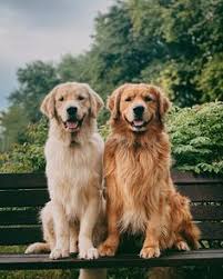 Second litter for our lovely lili and her stunning beau, spiro. Dan Archambault Danarch56 Profile Pinterest