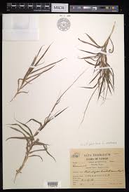 Image result for Capillipedium