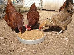 How To Succeed With Kienyeji Chicken Farming Kienyeji Chicken Farming