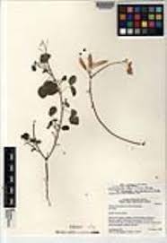 Image result for Chamaecrista absus