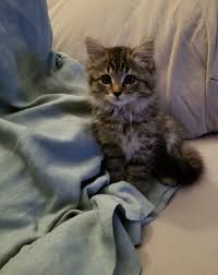 The maine coon is a bigger breed even if the norwegian is not a small cat. Maine Coon Norwegian Forest Cat Mix 8 Week Old Cutie Pie Aww
