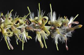 Image result for Faurea rochetiana