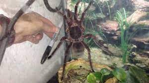 Here are some videos of both species: Rare Footage Of Goliath Bird Eater Tarantula Youtube
