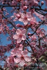 Maybe you would like to learn more about one of these? Ornamental Cherry Trees Flower But Do Not Produce Cherries In The Early Spring The Buds On The Tree Blo Flowering Cherry Tree Ornamental Cherry Pink Blossom