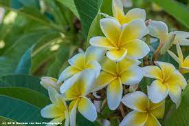 You May Enjoy The Look Of It Plumeria Frangipani Enjoyment