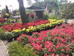 We did not find results for: Taman Begonia Lembang Surga Bumi Parahyangan
