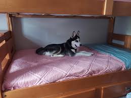 Find other dog furniture like loungers, ramps, stairs, and more! Dog Bunk Beds Reddit