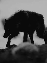 Werewolf boy with white shirt and socks (teal) dragonboy112358. Wolf Black Wolf Nature Black Wolf Werewolf Aesthetic Wolf