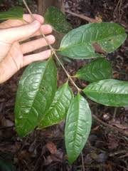 Image result for Cassipourea fanshawei