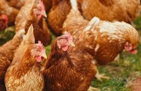 In rare cases, it can affect humans. Avian Influenza Poultry Keepers Advised To Remain Vigilant As Heightened Biosecurity Measures Lifted Gov Uk