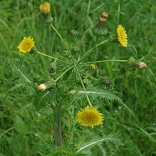 Image result for Sonchus asper