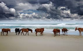 Bob's corolla wild horse tours, has been corolla's #1 source for family fun since 1996. Corolla Wild Horses Archives An Outer Banks Blog All Things Obx