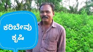 Growing and cooking with curry leaf (murraya koenigii) growing and cooking with curry leaf (murraya koenigii) by laurelynn martin and byron martin. Curry Leaf Cultivation Murraya Koenijoo Youtube