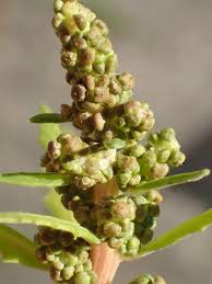 Image result for Oxybasis glauca