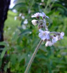 Image result for Cynoglossum