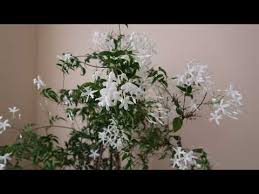 Image result for Jasminum polyanthum