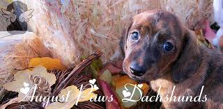 Please contact the breeders below to find dachshund puppies for sale in idaho we are located in southern central idaho and specialize in show quality dachshunds. August Paws Dachshunds Home Facebook