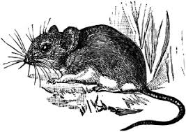 Inspirational designs, illustrations, and graphic elements from the world's best designers. Deer Mouse Clipart Etc