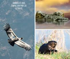 Los 25 Animales Que Empiezan Con C Mas Destacados