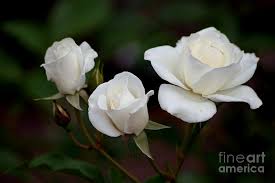 We did not find results for: Iceberg Roses Photograph By Living Color Photography Lorraine Lynch