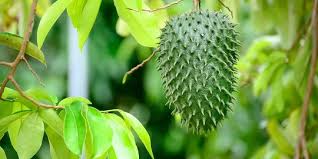 Khasiat dari buah durian belanda ini memberikan kesan anti tumor / kanser yang sangat kuat, dan terbukti secara perubatan. 10 Manfaat Daun Sirsak Untuk Wanita Dari Kesehatan Hingga Kecantikan Merdeka Com