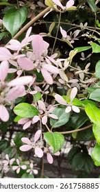 Image result for Congea