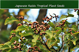 Image result for Hovenia