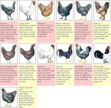 An Illustrated Guide To Hen And Rooster Varieties Mother Earth News Rabbit Farm Game Birds Chickens