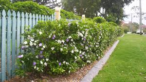 Lavender, fuchsia, roses and other plants that flower on the current year's wood are best. Gardening The Perfect Hedging Plants For Cq Conditions Daily Mercury
