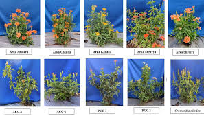 Image result for Crossandra nilotica