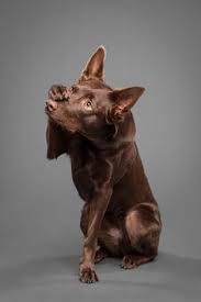 It has a tendency to herd other dogs, pets, and animals in the house. 580 Kelpies Ideas Australian Kelpie Dogs Dog Breeds