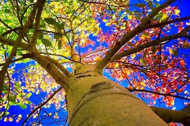 Trees are an important part of our world. Symbolism Of Trees And Tree Burials The Living Urn