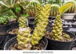 Image result for Monadenium crenatum