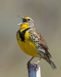 Bird With Black And White Striped Head And Yellow Breast Western Meadowlark Birdnote Beautiful Birds Birds Pet Birds