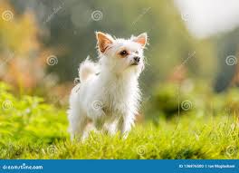 Image result for white yorkshire terrier