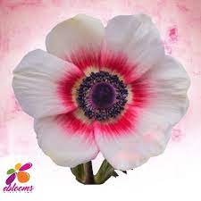 Anemones It Also Called Wind Flowers These Flowers Have A Wonderful Diversity Of Forms And Colors Anemones Sy Bulk Flowers Online Flowers Delivered Anemone