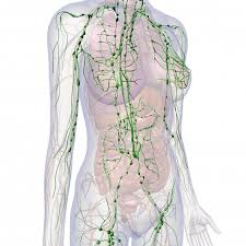 Anatomie des menschen (fach) / lymphsystem (lektion). Lymphe Aktivieren Und Lipodem Und Lymphodem Lindern