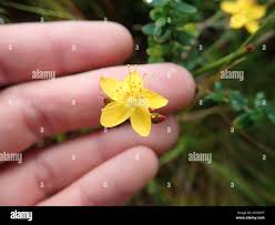 Image result for Hypericum peplidifolium
