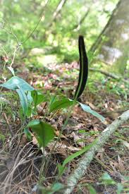 Image result for Elaphoglossum aubertii