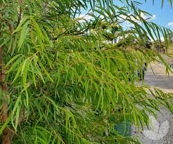 Image result for Agonis