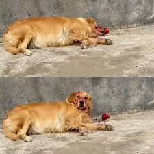 Can my dog really eat dragon fruit? A Dog Gives Owner Heart Attack After Eating Dragon Fruit And Falling Asleep 9gag