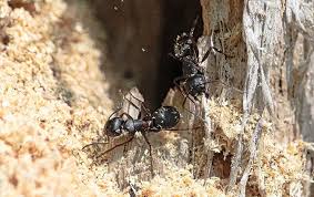 Carpenter ants get their name from their nest building, where they will excavate while black carpenter ants are common, these pests may be a combination of black and red otherwise, the presence of a carpenter ant nest indoors is sometimes indicated by a rustling. Termishield Blog Common Termite Pest Pressures In South Bend In