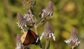 Image result for Cleistochlamys kirkii