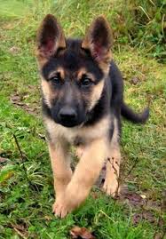 Not only can the size of the litter vary, but coat thickness, coat length, coat color, ear cartledge thickness, etc….can vary from pup to pup within a litter. 28 Cute German Shepherd Puppies Ideas Shepherd Puppies German Shepherd Puppies Puppies